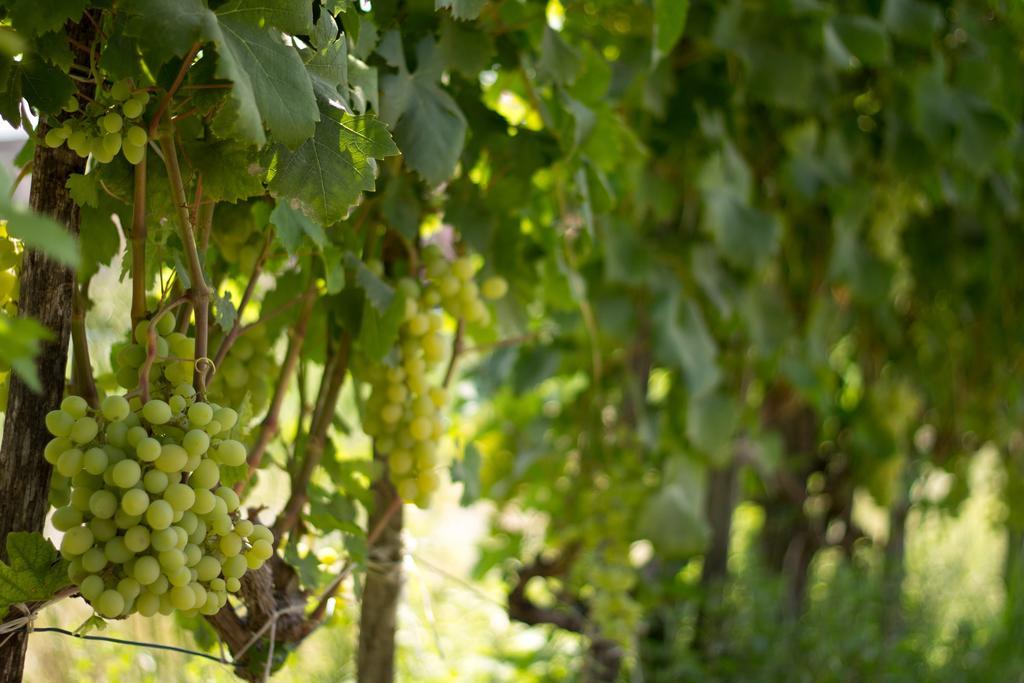 Agriturismo Il Gelsomino Ritrovato Мілаццо Екстер'єр фото